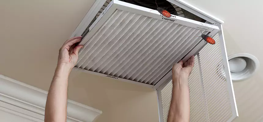Our Insect Removal from Air Ducts Services in Tukwila, WA